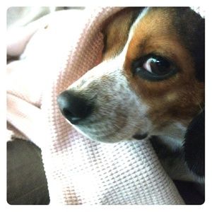 Meet your Posher, April